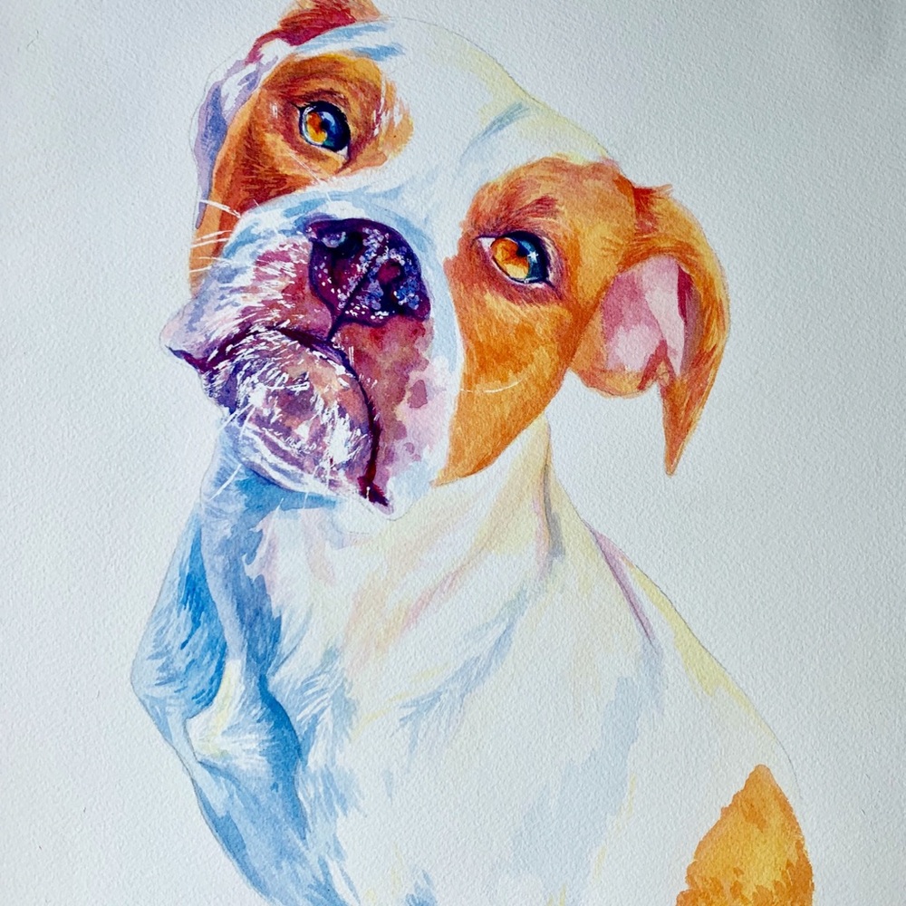 Pet Portrait